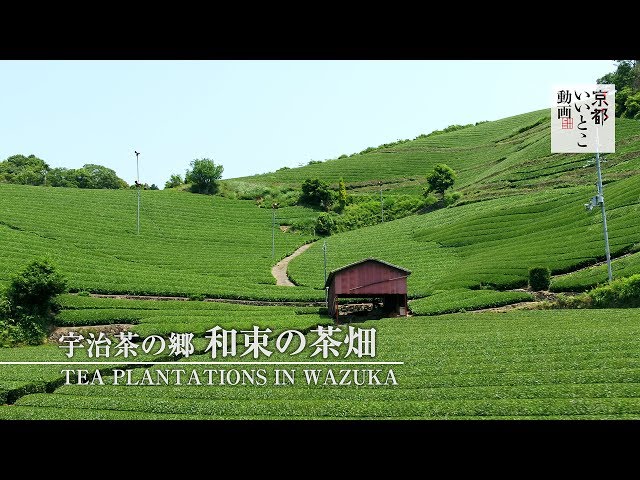 【ドローン 4K】宇治茶の郷  和束の茶畑 / 京都いいとこ動画【Inspire 2】