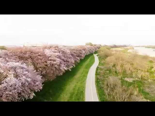 【ドローン空撮】　～京都・背割堤の桜～