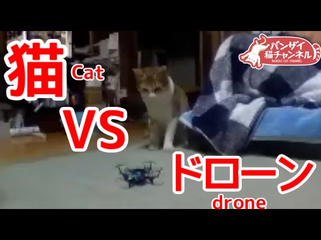 猫vsドローン。猫にドローンを持っていかれそうになりました。Cat vs Drone.