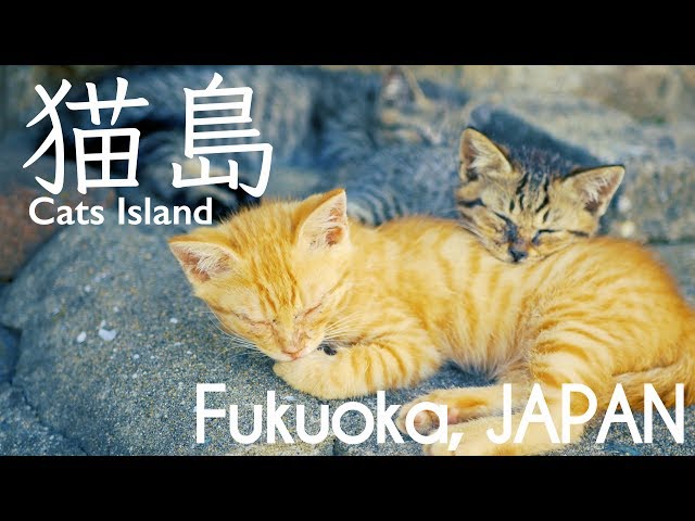 福岡の猫の島 「相島」〜自然と猫、人々が共存する島の暮らし〜