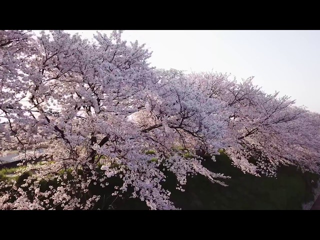 桜並木が見える里合橋・大野 ドローン空撮